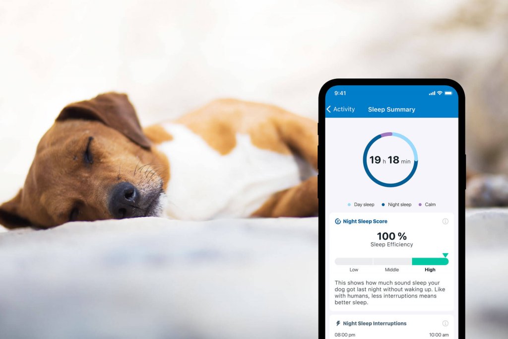 chien brun et blanc dormant sur un lit avec un écran de l'application Tractive superposé