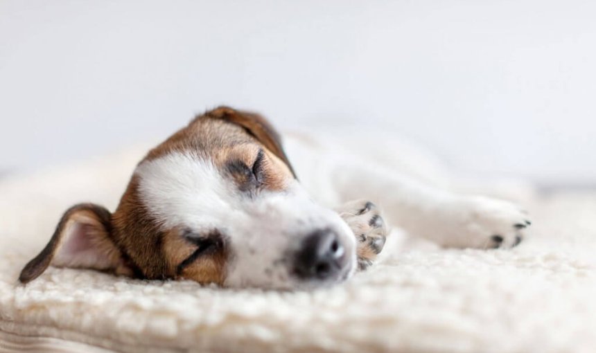 petit chien qui dort sur un lit