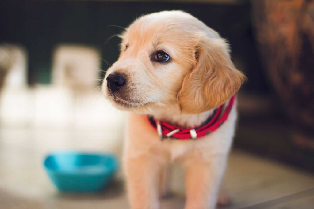 chiot blanc avec un collier rouge devant sa gamelle