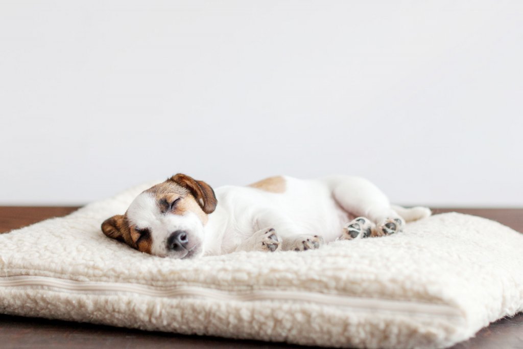 chiot blanc et beige dormant sur une coussin blanc à l'intérieur