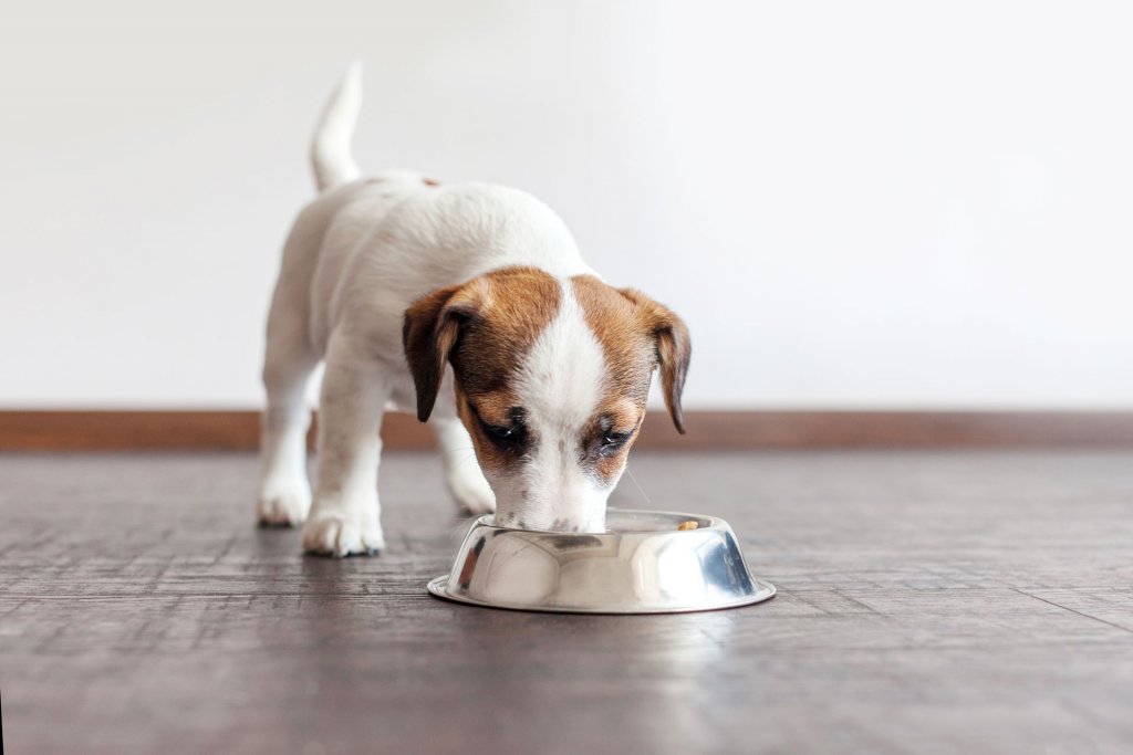 chiot blanc et beige mangeant dans une gamelle en métal sur un parquet