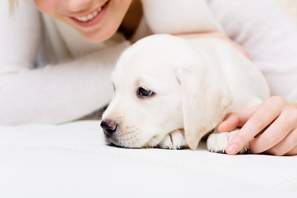 chiot blanc couché sur un drap l'air triste se fait câliner