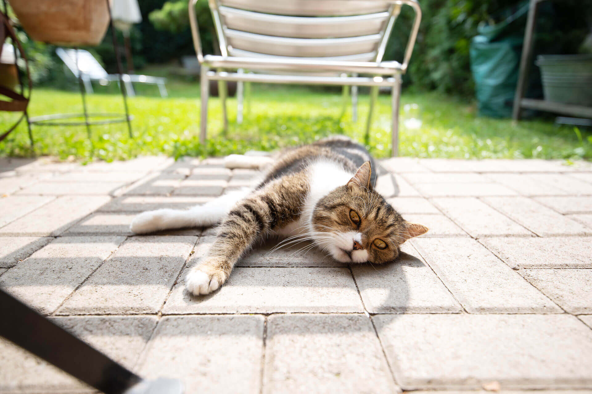 Katze liegt ausgestreckt auf der Terrasse