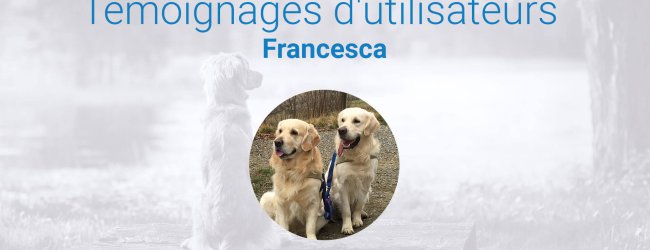 deux chiens blancs assis en montagne