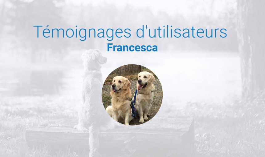 deux chiens blancs assis en montagne