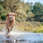 A dog running through a shallow pond