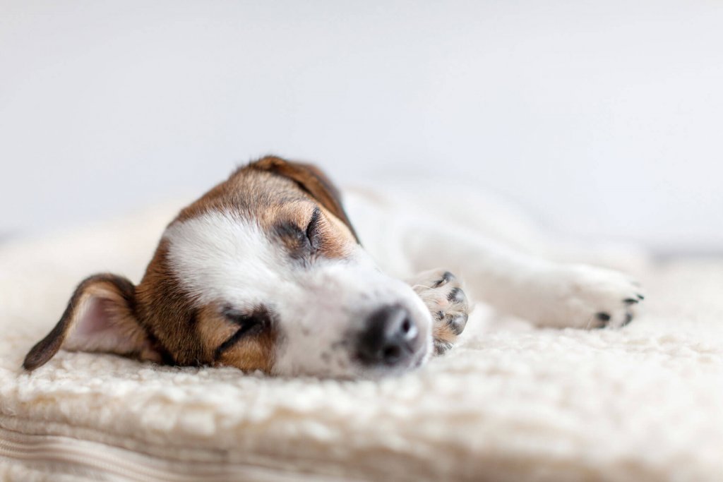 cane bianco e marrone dorme su un letto per cani bianco