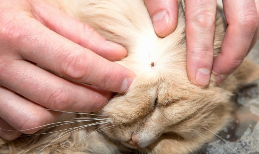 A man examining a tick on a cat's fur