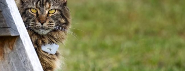 A cat wearing the Tractive GPS tracker