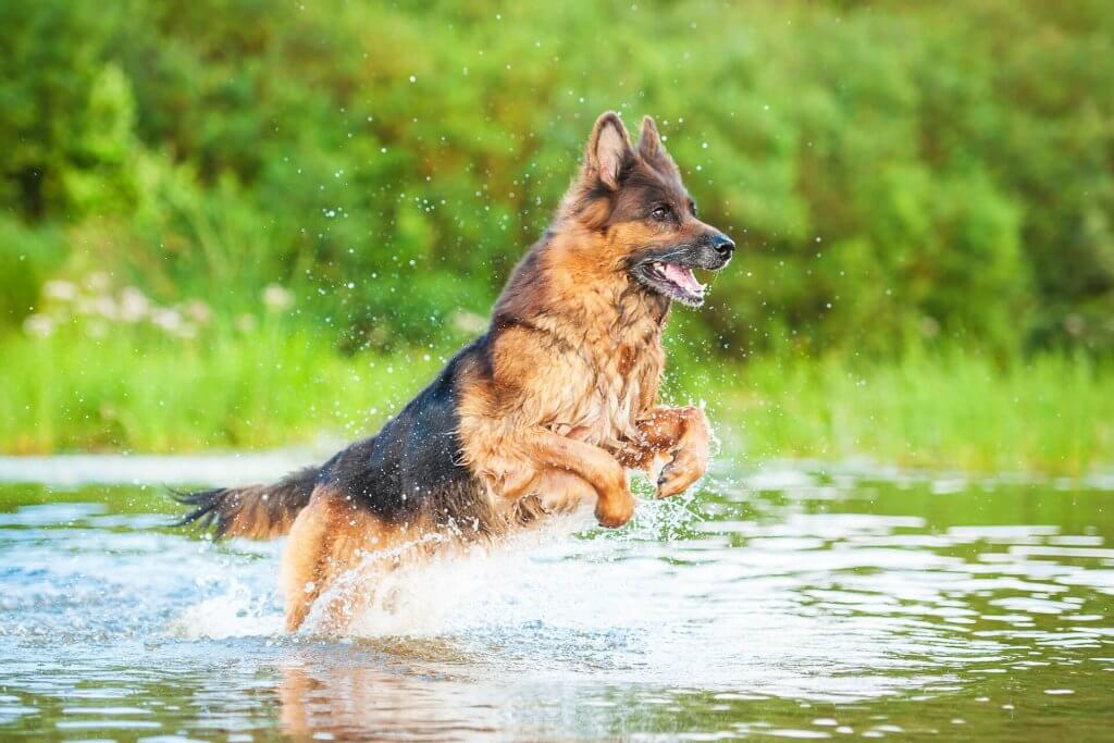 berger allemand sautant dans une mare