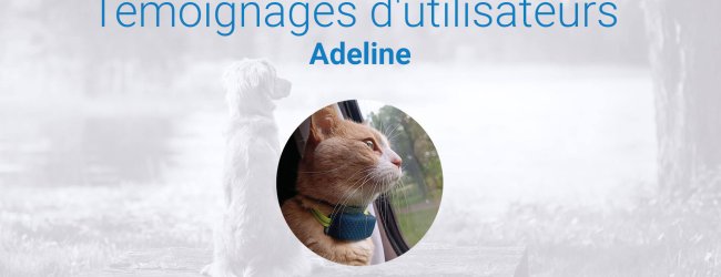 chat avec son traceur assis dans une voiture