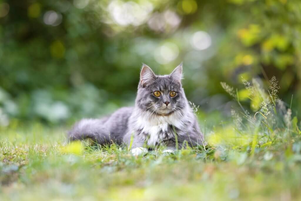 chat gris couché dans un jardin