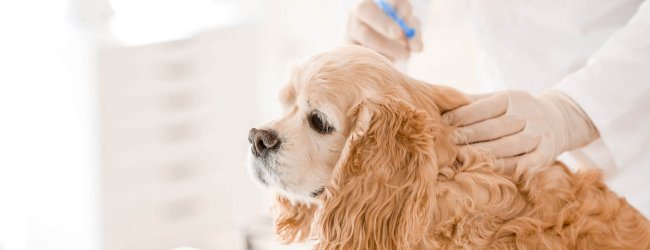 petit chien beige se faisant poser un implant de castration chimique chez le vétérinaire