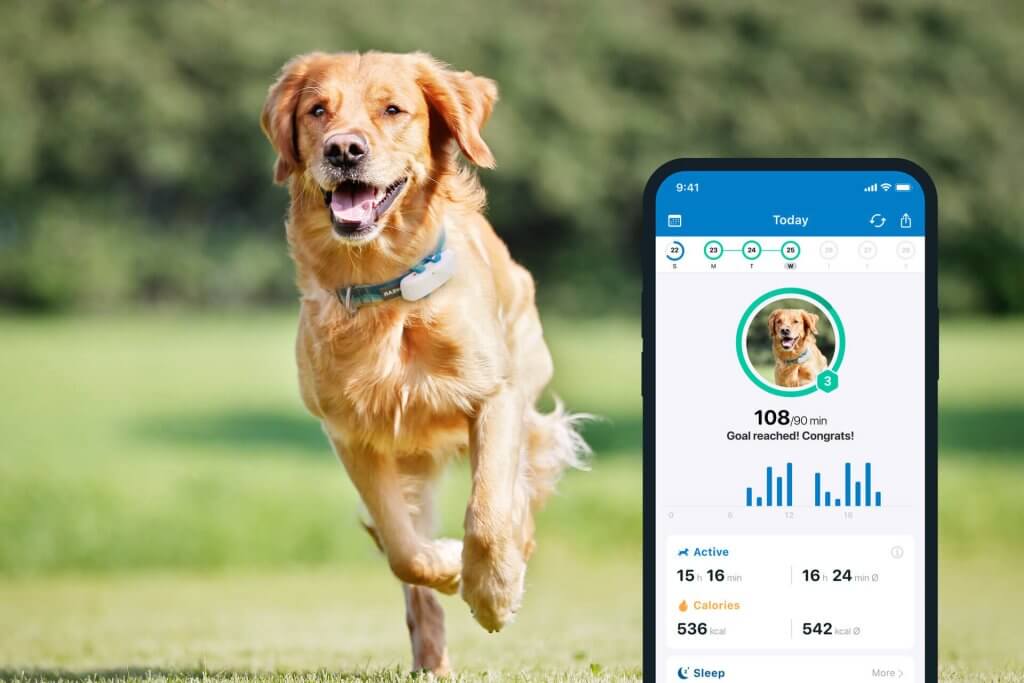 chien courant avec un gps Tractive, capture d'écran de l'application 