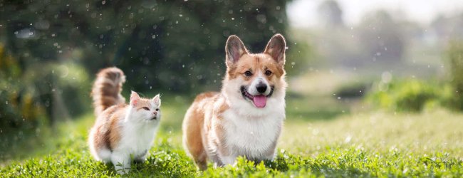 chat et chien blancs et bruns au soleil dans un jardin