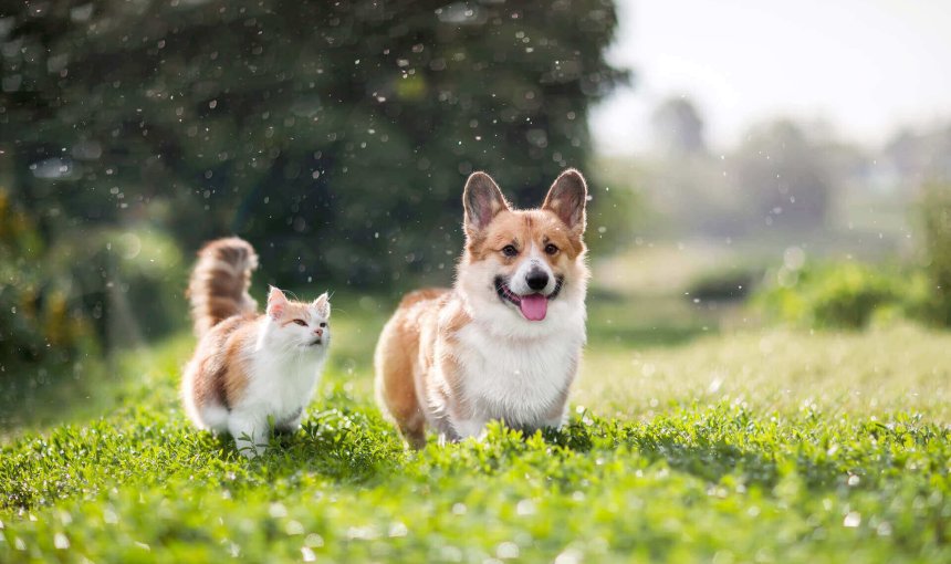 chat et chien blancs et bruns au soleil dans un jardin