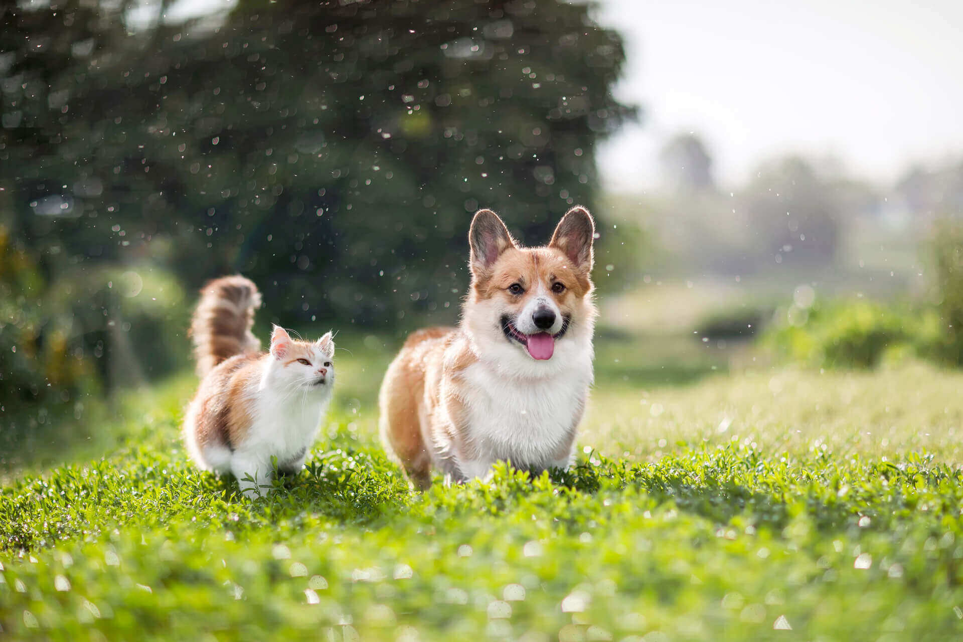 chat et chien blancs et bruns au soleil dans un jardin