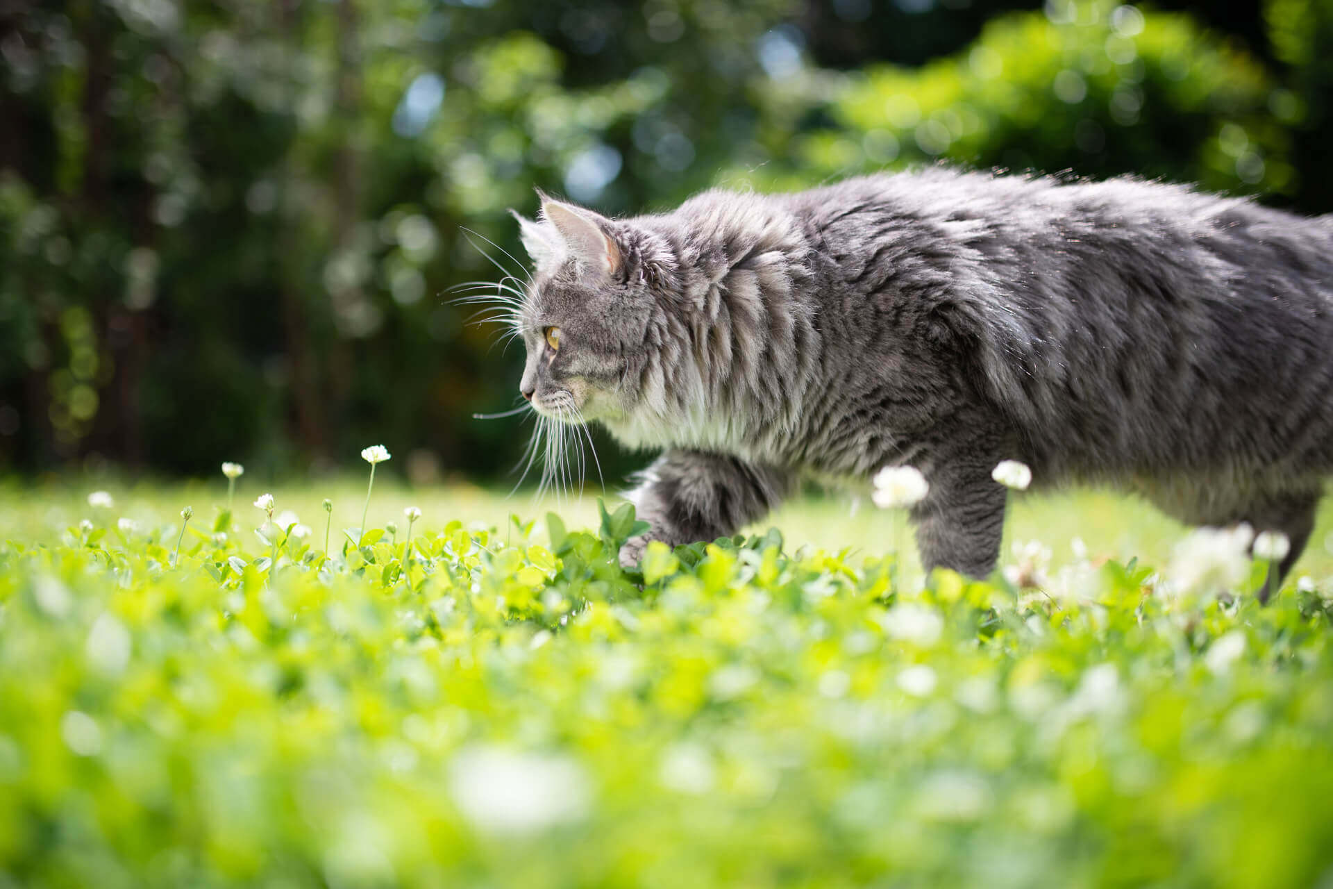 A gray cat walking through the grass