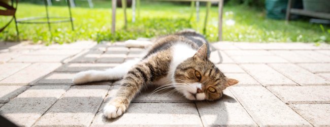 chat tigré souffrant de la chaleur sur la terrasse