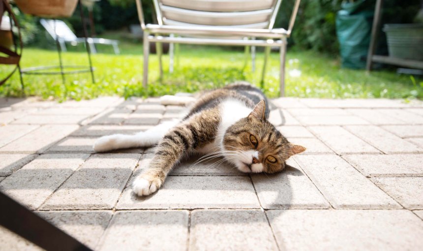 chat tigré souffrant de la chaleur sur la terrasse