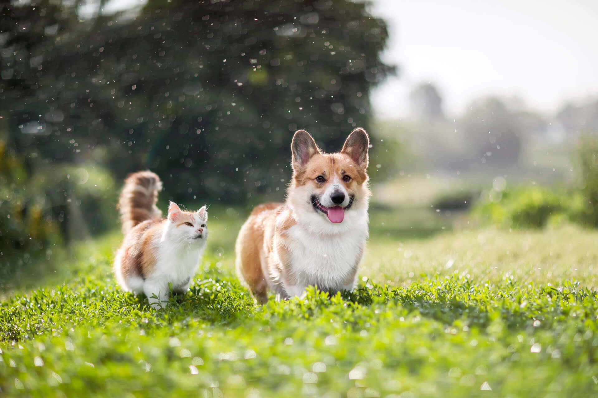 Cane e gatto su un prato all'aperto