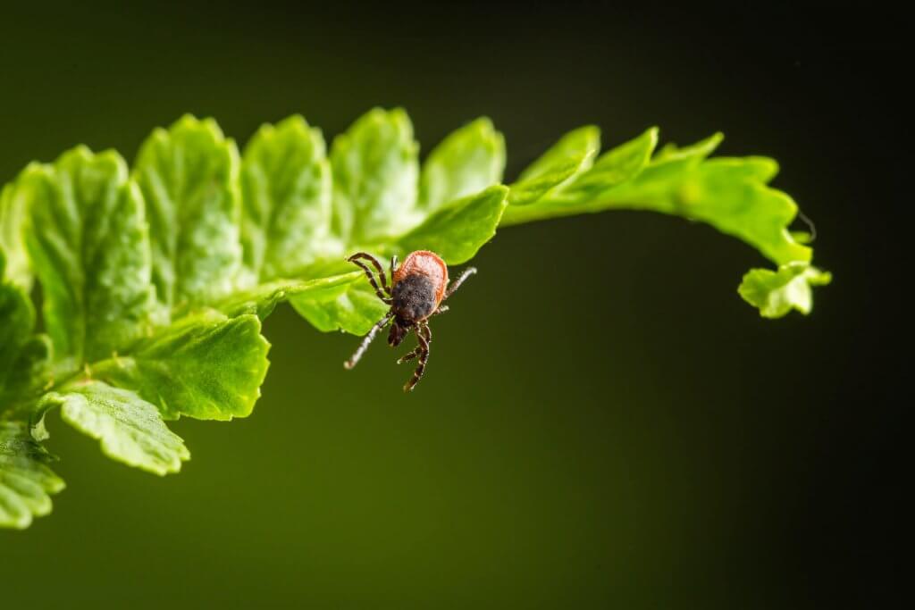 primo piano di una zecca aggrappata alla foglia di una pianta