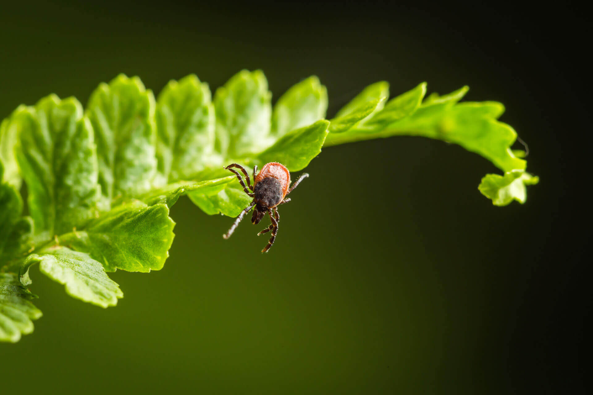 close up of tick hanging off the leaf of a plant