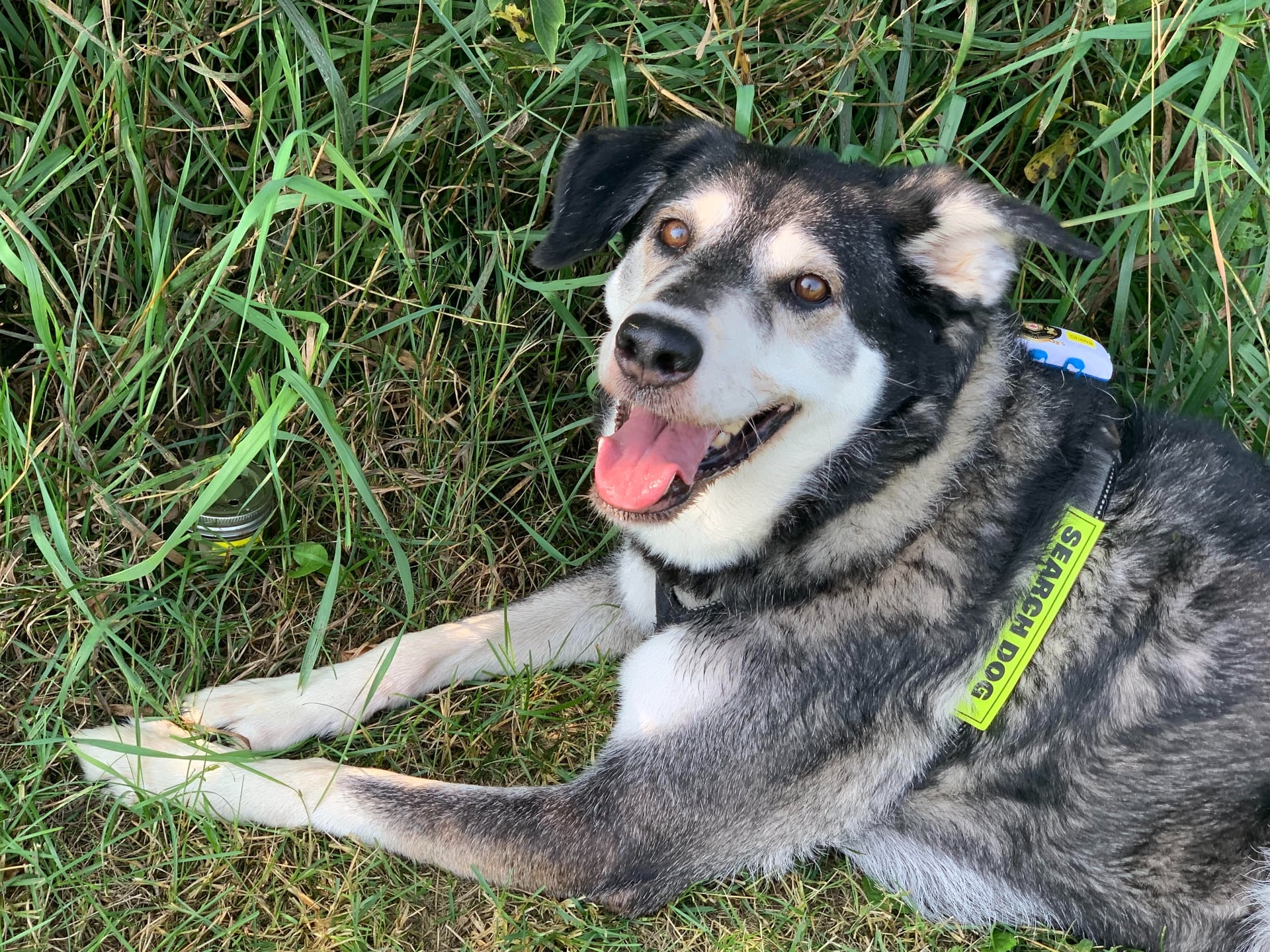 Sheba, a search and rescue dog, wearing a Tractive GPS tracker