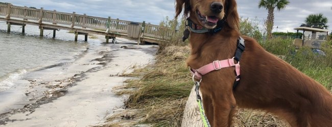 Irish Setter dog standing looking out over the beach