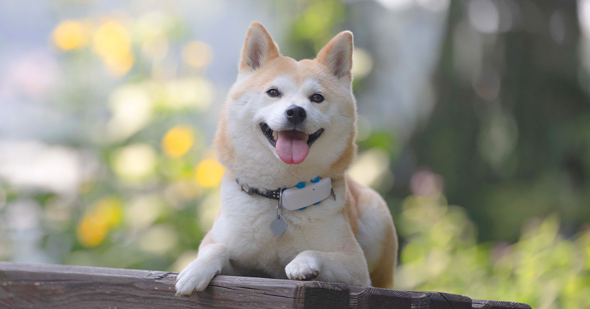 Shiba Inu dog facing camera closeup with white GPS dog tracker from Tractive