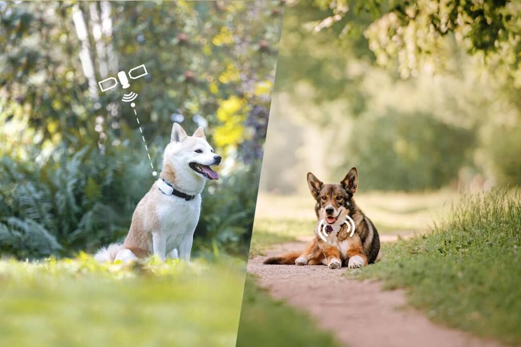 chien avec traceur radio et chien avec traceur gps, tous les deux dans la nature