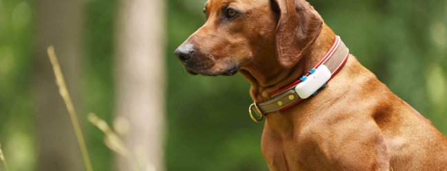 chien brun assis dans la nature avec un collier GPS Tractive avec abonnement