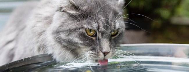 Graue Katze trinkt im Freien aus großem Wassernapf