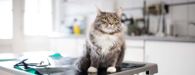 Katze sitzt auf dem Behandlungstisch beim Tierarzt