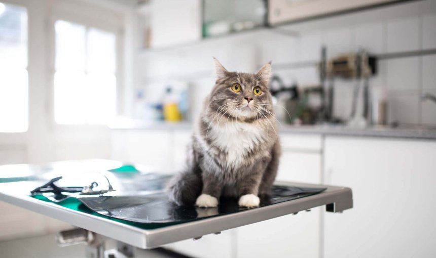 Katze sitzt auf dem Behandlungstisch beim Tierarzt