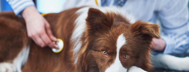 brown and white collie dog laying on a black table, veterinarian with stethoscope checking him