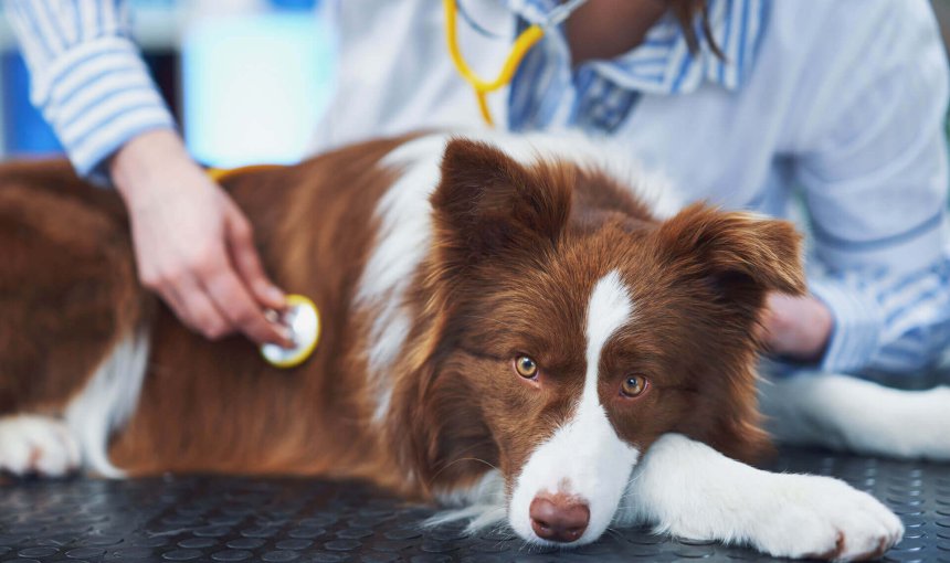 brown and white collie dog laying on a black table, veterinarian with stethoscope checking him