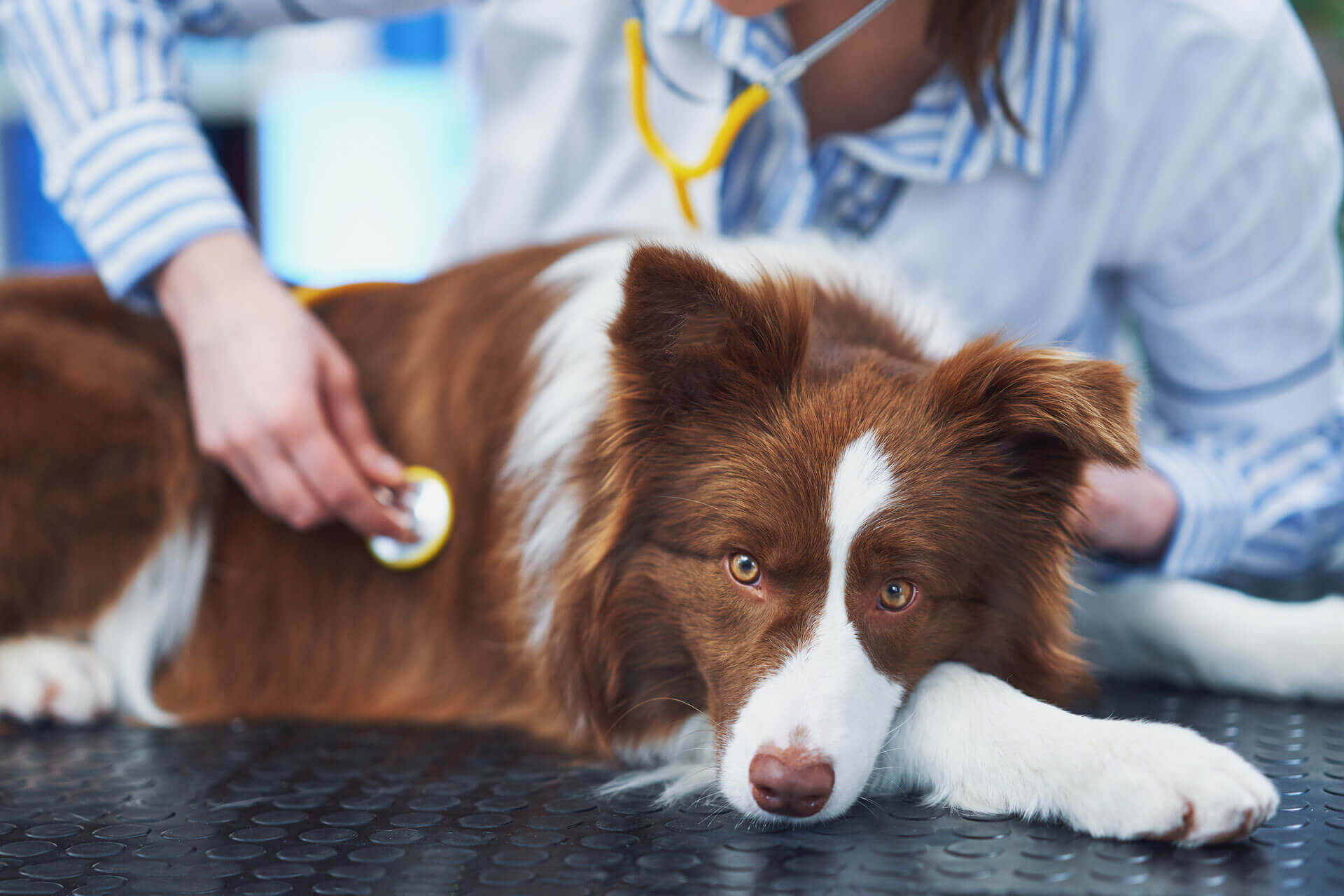 brun og hvit bordercollie som ligger på et svart bord, og en veterinær lytter på den med et stetoskop