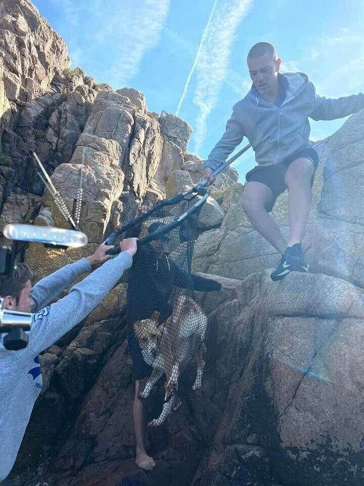 dog being rescued from rocks in the ocean