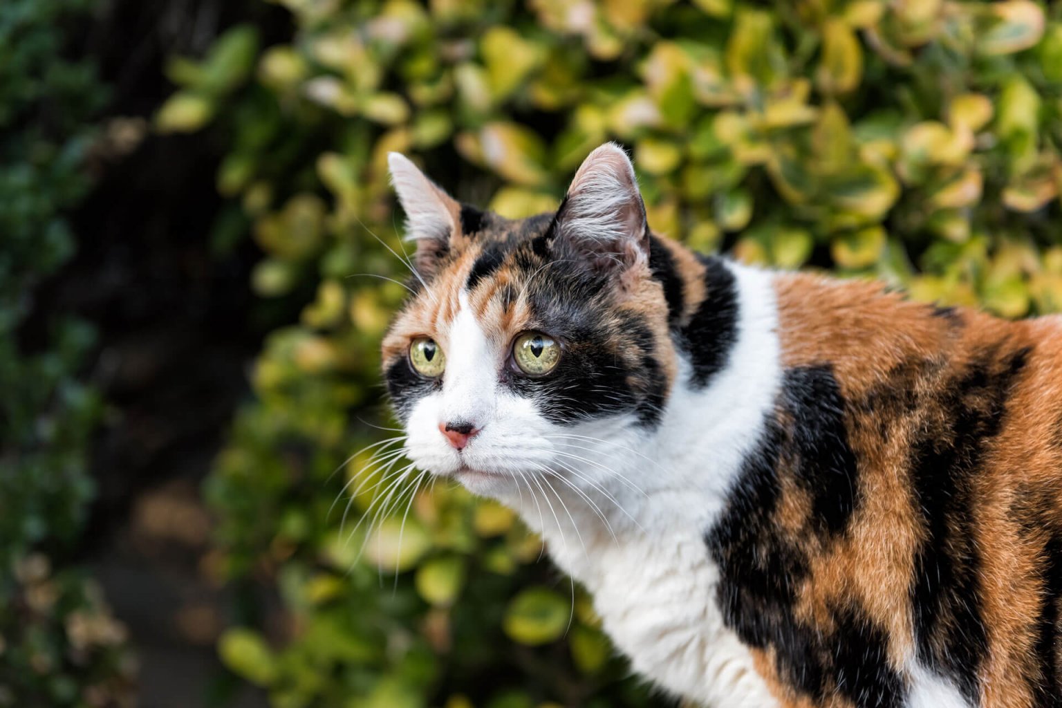 Dreifärbige Katze im Wald