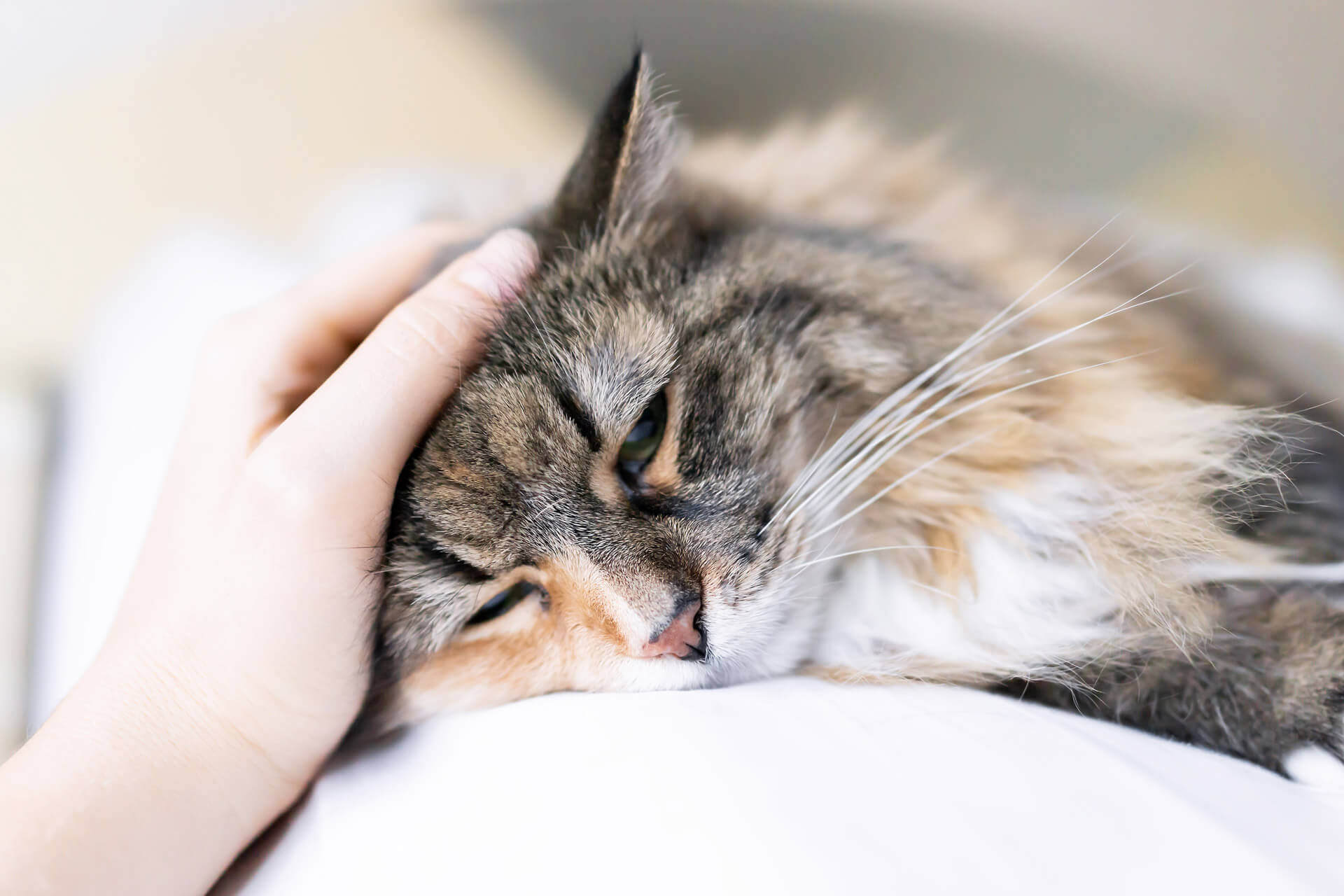 cat laying down looking sick with a human hand on their head