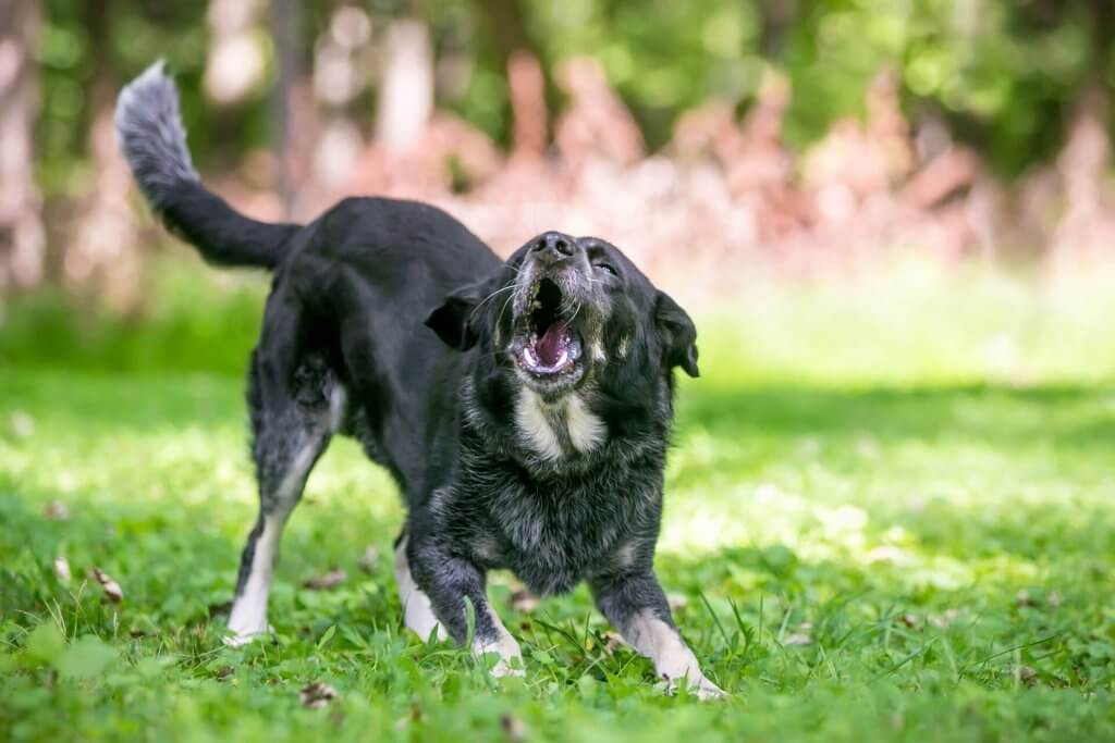 blaffende zwarte hond die aan het hoesten en knielen is in het gras