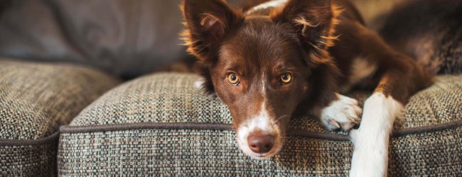 Braunweißer Hund liegt auf Sofa und blickt in die Kamera