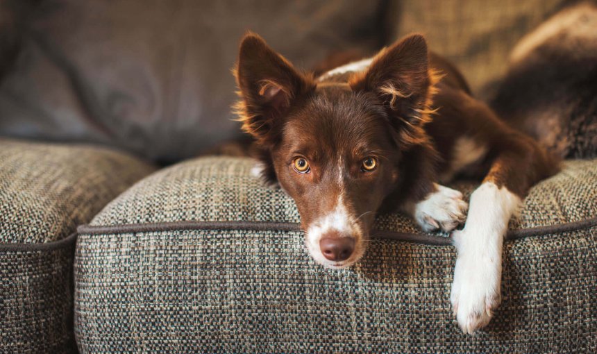 Braunweißer Hund liegt auf Sofa und blickt in die Kamera