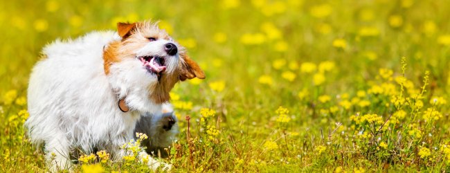 Kleiner weiß-brauner Hund sitzt in der Wiese und kratzt sich hinterm Ohr