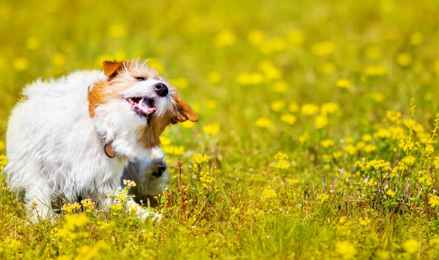 Kleiner weiß-brauner Hund sitzt in der Wiese und kratzt sich hinterm Ohr