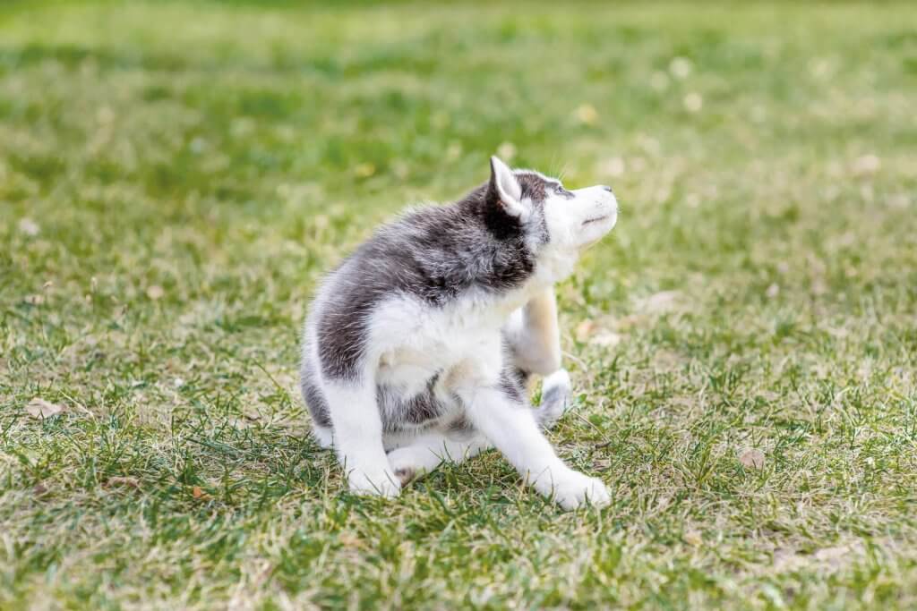 chiot husky assis dans l'herbe se grattant derrière l'oreille