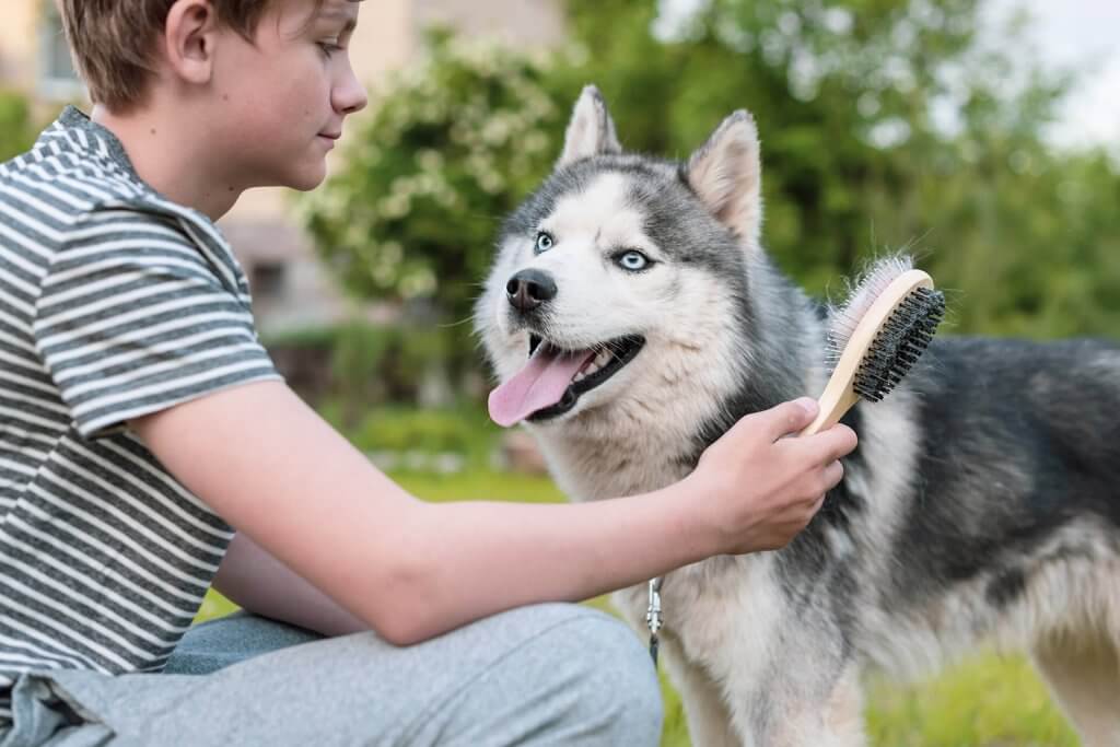 enfant brossant un husky avec une brosse à fourrure dans un jardin