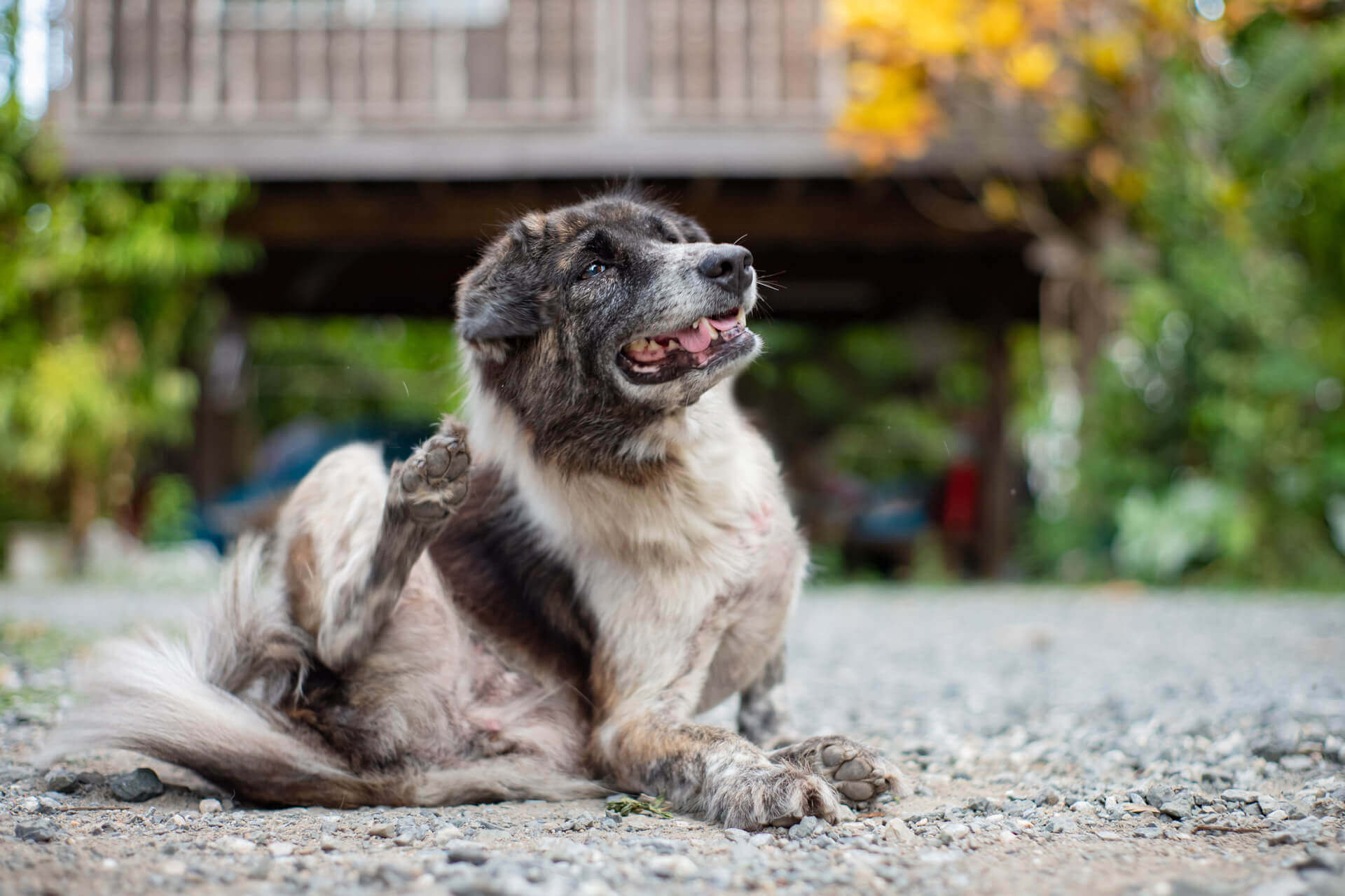 A brown dog itching itself with its hind leg