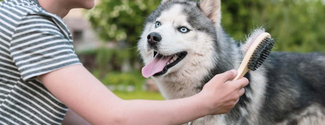 enfant brossant un husky avec une brosse à fourrure dans un jardin